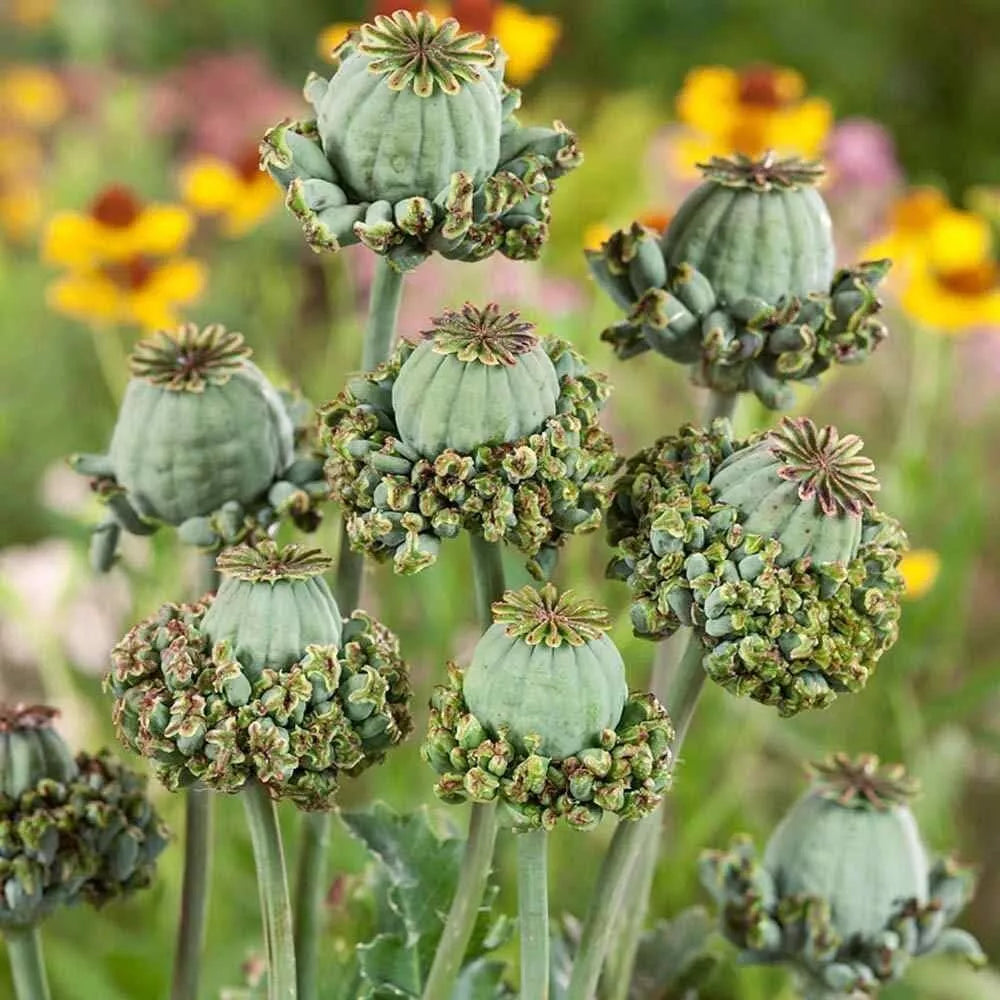 Hens and Chicks Seeds 100 Count Poppy Flower Variety Sempervivum spp. Vibrant Blooms for Garden Rock Planting