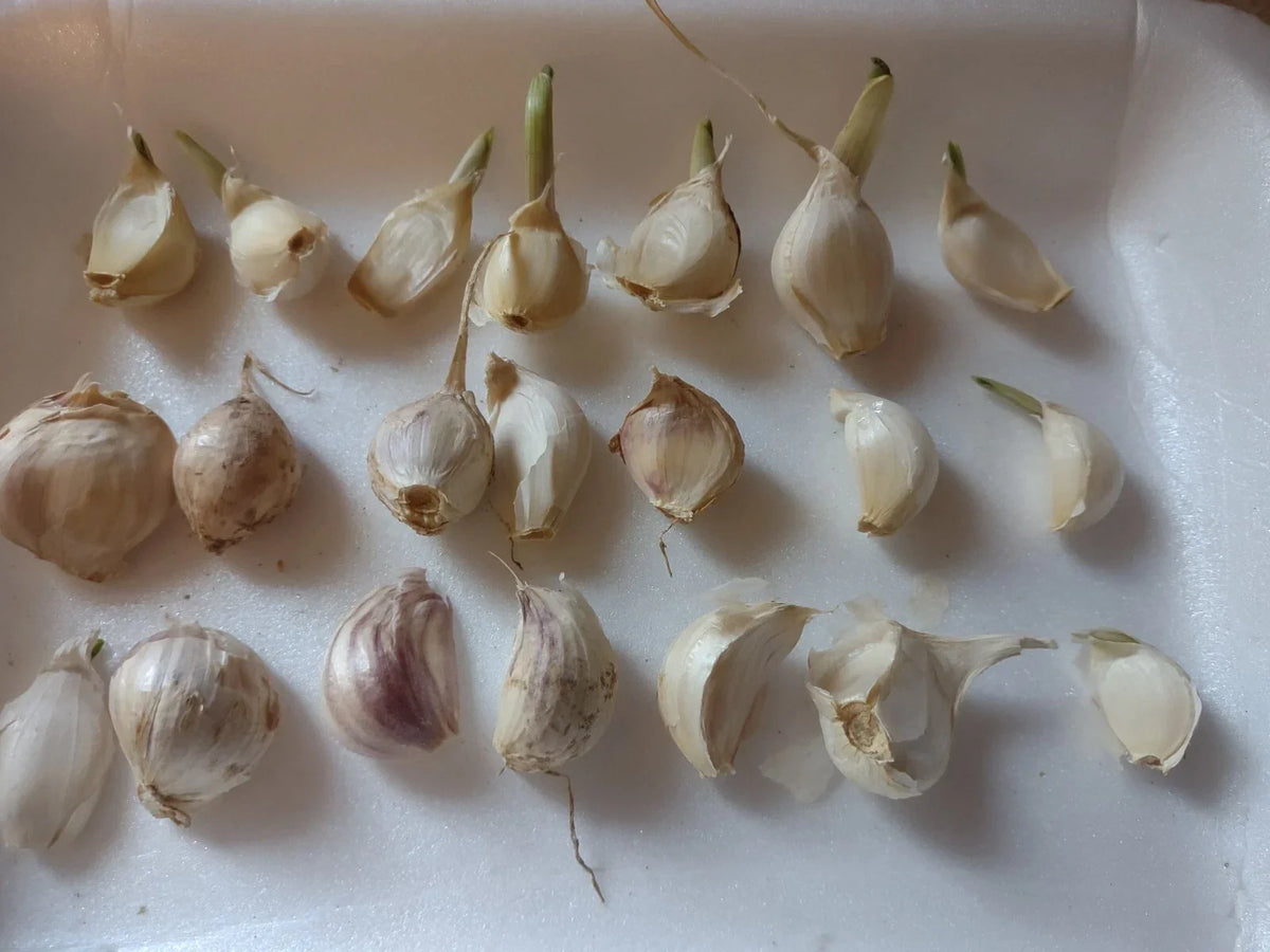 Organic Garlic Cloves Seeds for Planting - Medium Size, Hand-Harvested, Allium sativum, 21+ Sprouted Cloves