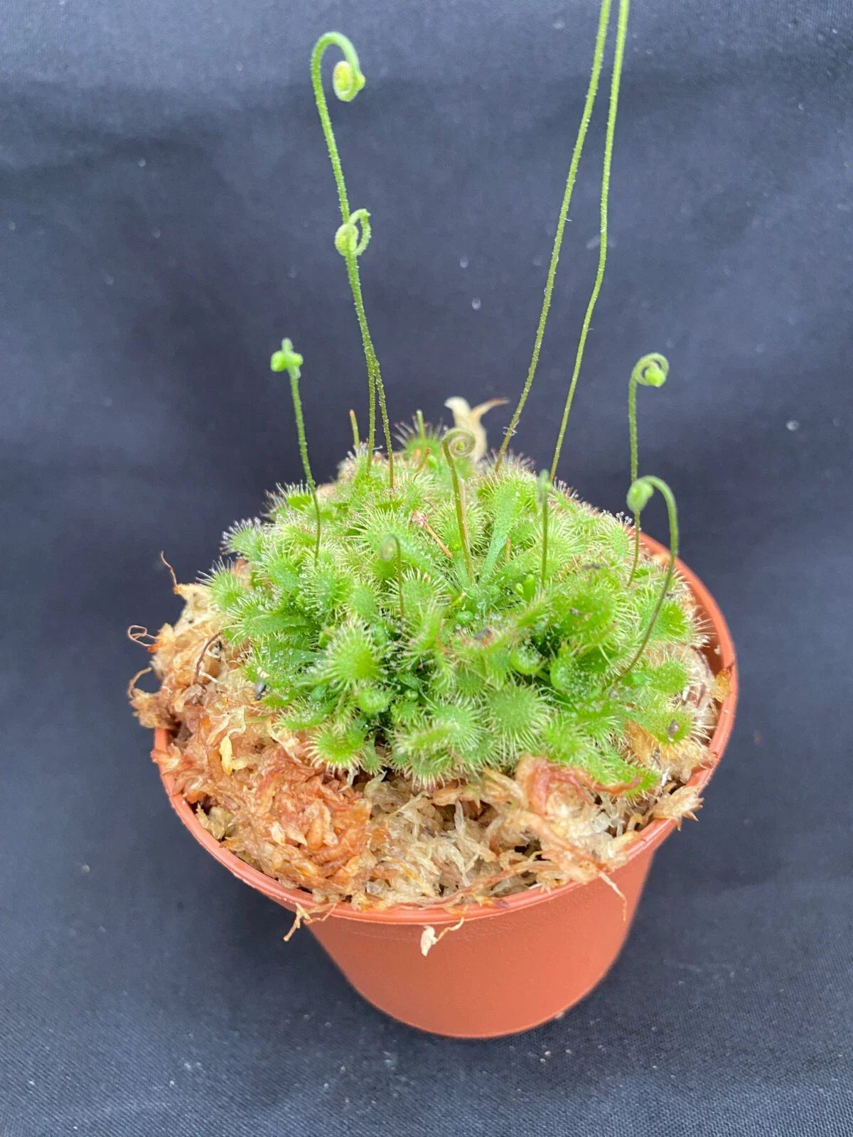 Sundew Drosera spathulata Carnivorous Plant Rooted in 2.5" Pot - Unique Insect-Catching Houseplant for Beginners