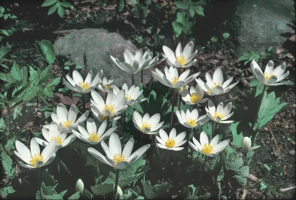 Wild Bloodroot Plant 10-Pack | Fresh Red Root | Sanguinaria canadensis | Appalachian Mountains