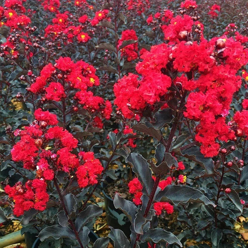 Crape Myrtle Starter Plant - 4-inch Ebony Fire Variety - Lagerstroemia indica 'Ebony Fire' - Drought-Tolerant, Easy to Grow