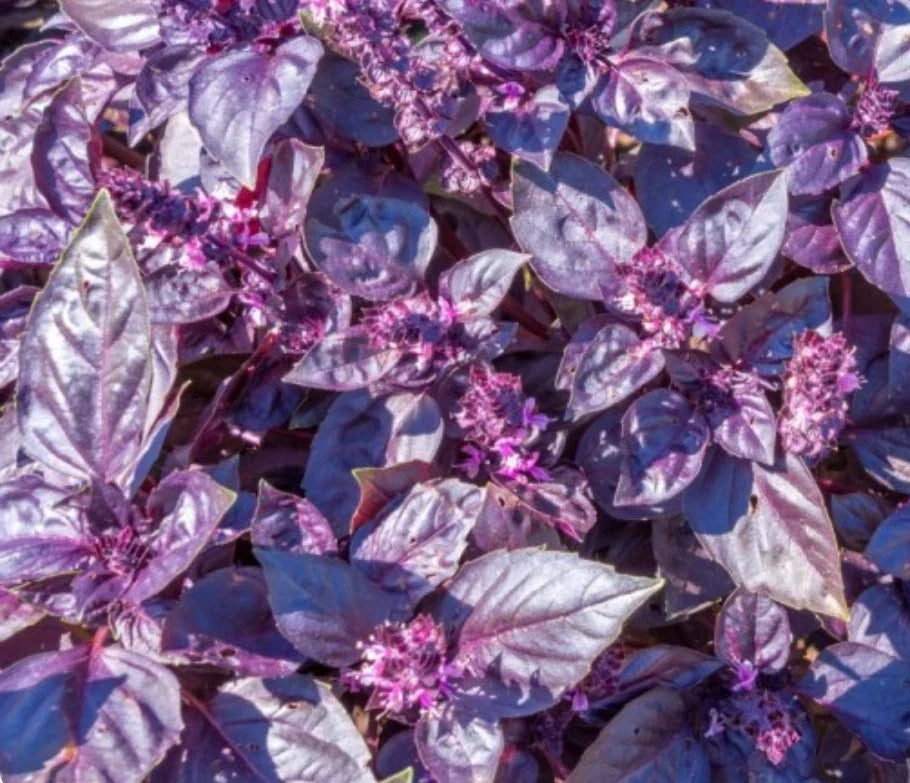 Dark Opal Basil Seeds - 2,000 Heirloom Non-GMO Seeds - Ocimum basilicum ‘Dark Opal’ - Aromatic Purple Leaves for Culinary Use