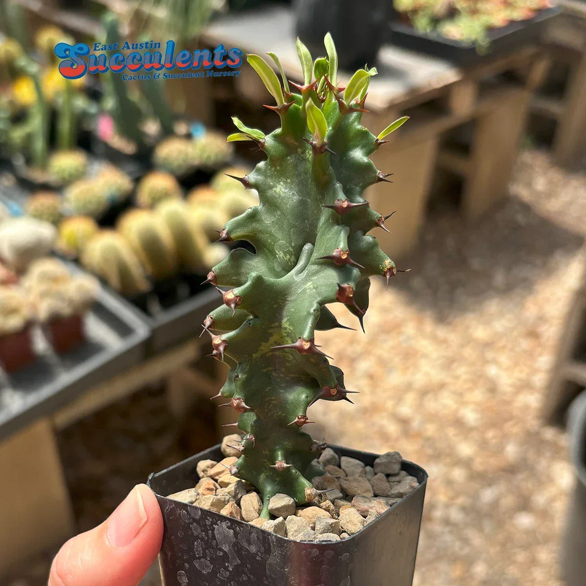 Live Rooted Euphorbia ingens monstrose Succulent - Unique Cactus for Indoor/Outdoor Decor - African Milk Barrel Plant