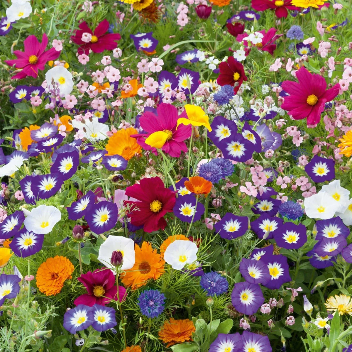 Purple Wildflower Mix - 200+ Seeds - Vibrant Native Bloom Blend - Various Species for Pollinator Gardens