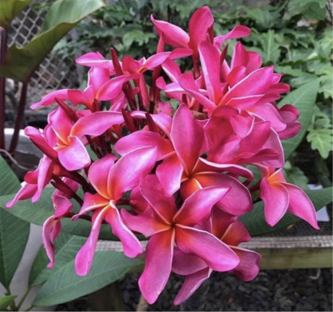 Rooted Plumeria Cutting - Wave Rage - Frangipani - Plumeria rubra - 11" with 1 Tip - Tropical Plant for Home or Garden