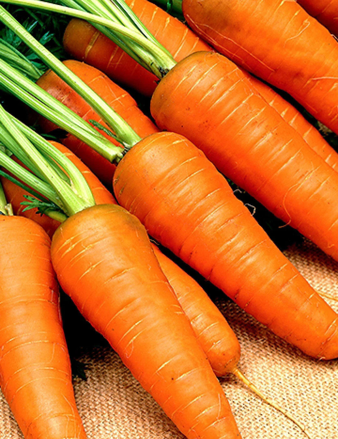 Chantenay Red Cored Carrot Seeds 1000+ Non-GMO Daucus carota for Vegetable Garden Planting