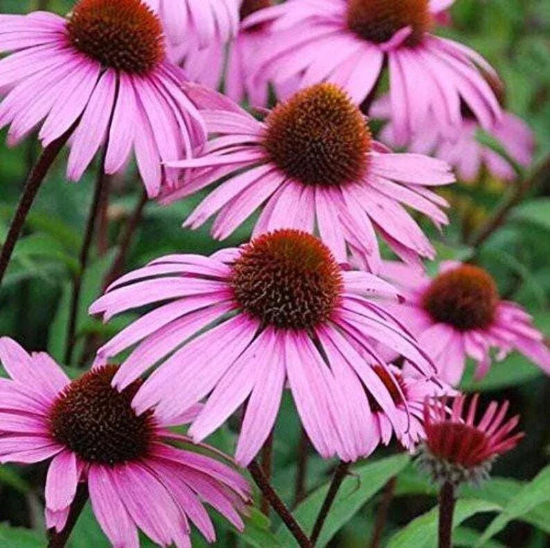 Large Live Echinacea Plant, Sweet Pow Wow, Well-Rooted Perennial, Echinacea purpurea, Attracts Pollinators, Vibrant Blooms