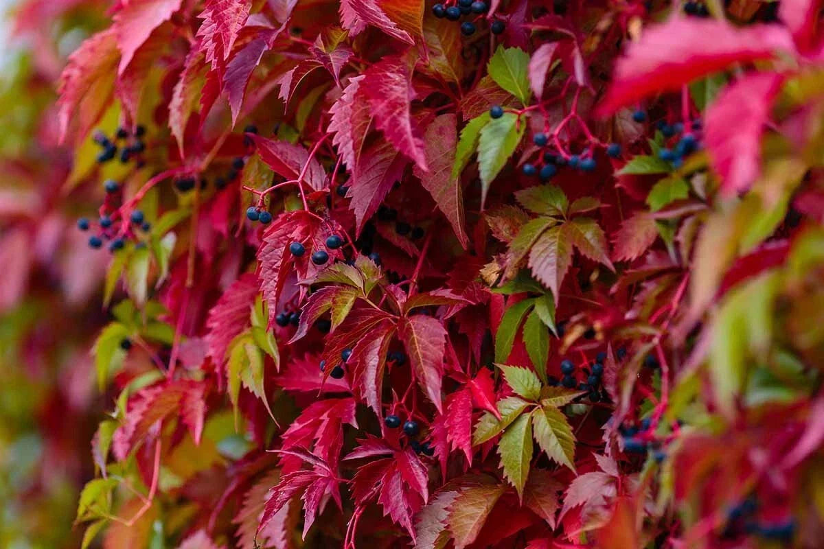 Virginia Creeper Vine Cuttings, 7+ Organic, Parthenocissus quinquefolia, Fast-Growing Climbing Plant for Fences and Trellises