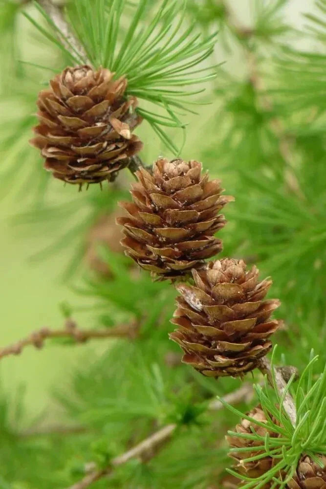 European Larch Seeds - 25 Seeds for Planting - Hardy Conifer Tree - Larix decidua - Ideal for Gardens & Reforestation
