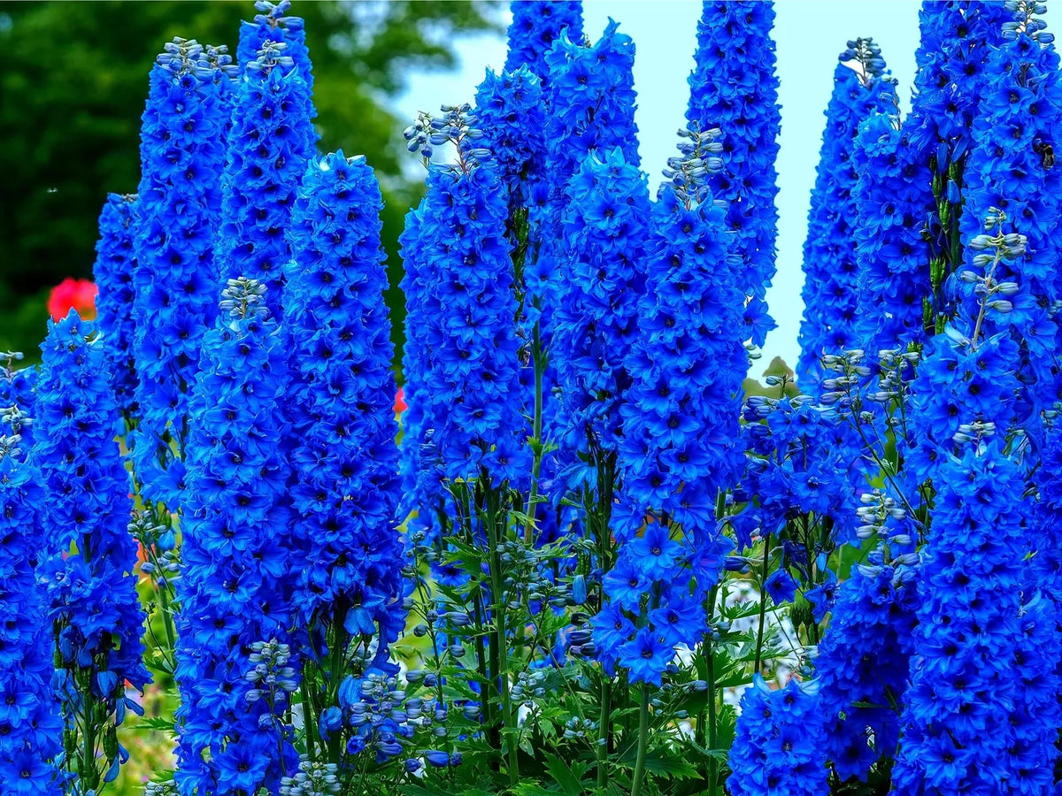 Blue Delphinium Flower Seeds - 100+ Seeds - Vibrant Blue Wildflowers - Delphinium elatum - Hardy Perennial for Garden