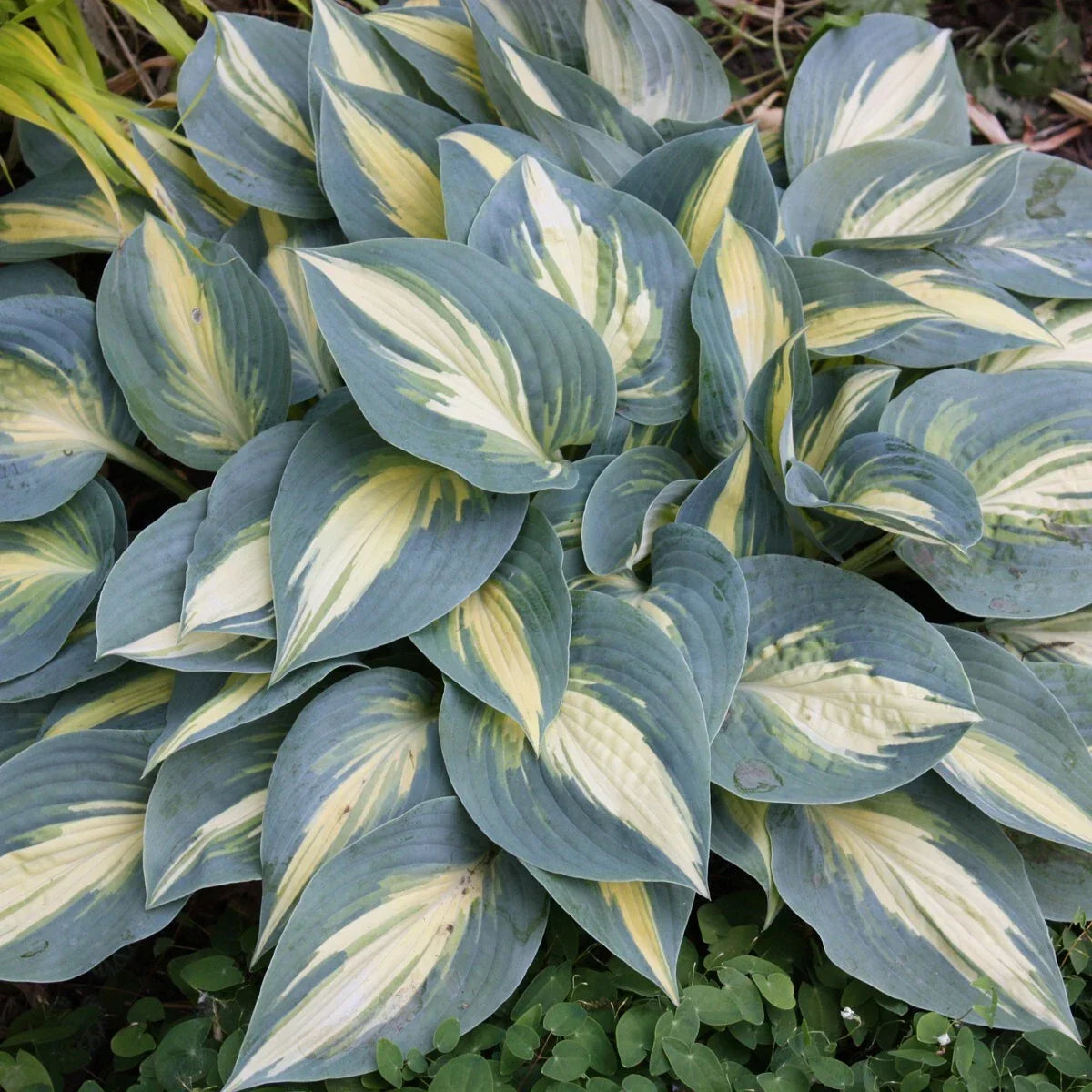 Hosta Plant 5.25" Pot Variegated Hosta 'High Society' Perennial Shade Plant for Gardens