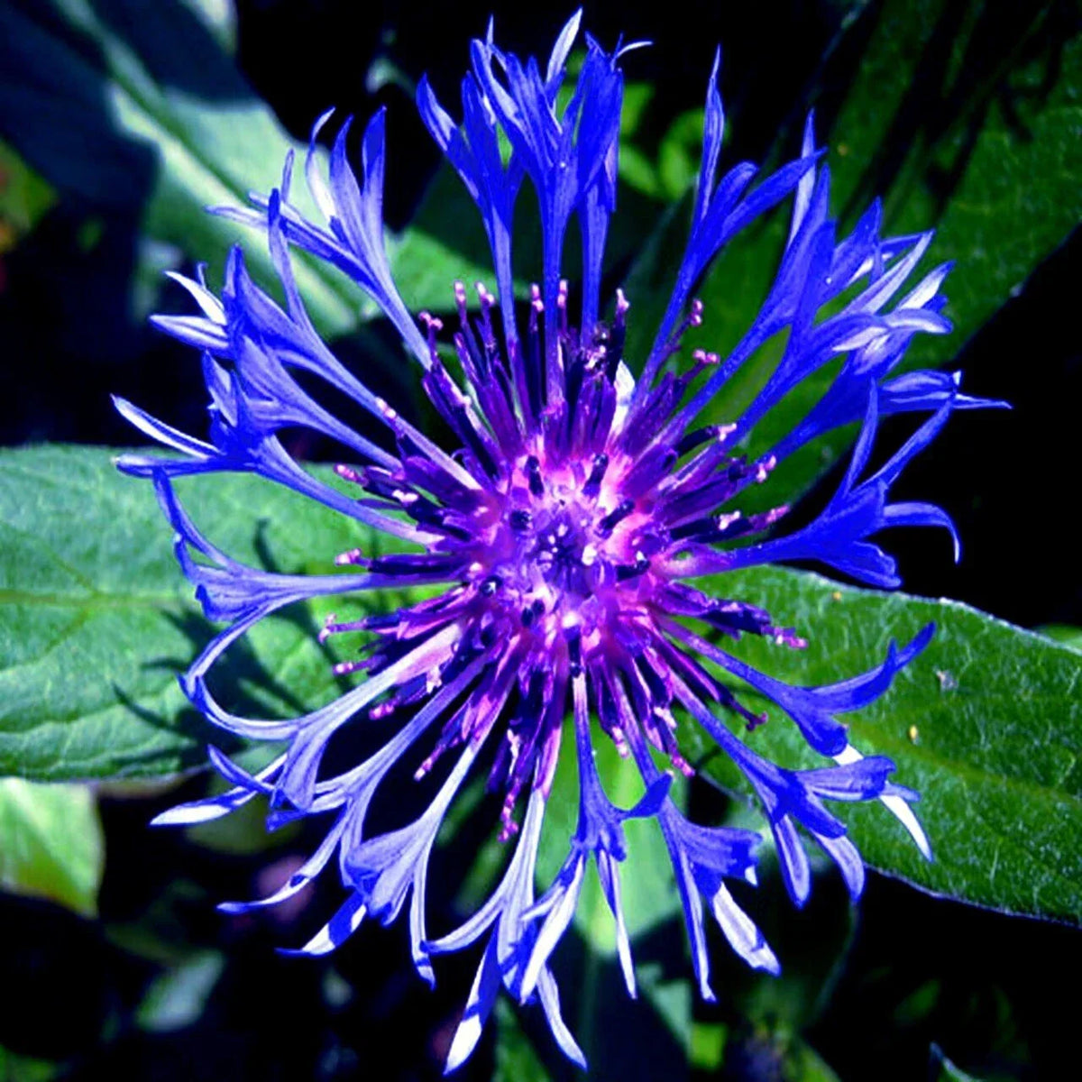 Mountain Blue Cornflower Seeds - 20 Perennial Seeds, Centaurea montana, Cold Hardy Flower Seeds for Gardens