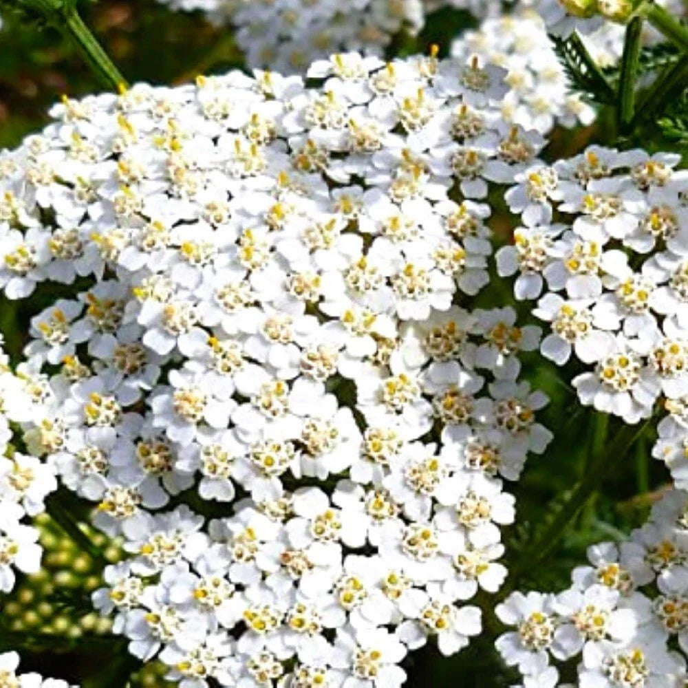 White Yarrow Seeds | Heirloom NON-GMO | Achillea millefolium | Fresh Garden Seeds for Pollinator Gardens