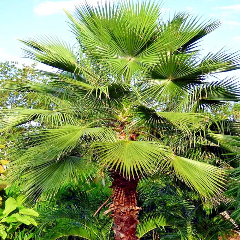 Mexican Fan Palm Seeds - 10 Pack - Washingtonia robusta - Tropical Cold Hardy Plant for Gardens & Landscapes