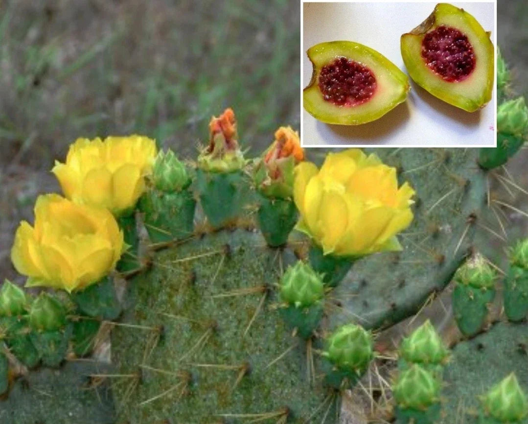 Xoconostle Cactus Seeds 20 - Sour Prickly Pear Nopal - Opuntia matudae - Organic USA - Rare Tangy Fruit for Garden
