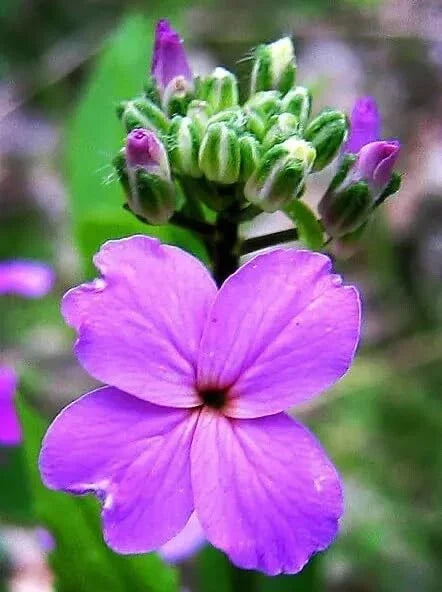 Dames Rocket Flower Seeds - 500 Seeds - Fragrant Purple Pink White Blooms - Hesperis matronalis - Perennial Garden Plant