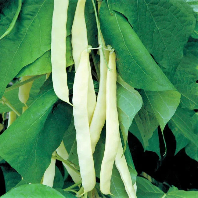 Bai Bu Lao Romano Bean Seeds - Non-GMO Pole Variety, Stringless Green, Phaseolus vulgaris - Ideal for 2025 Planting