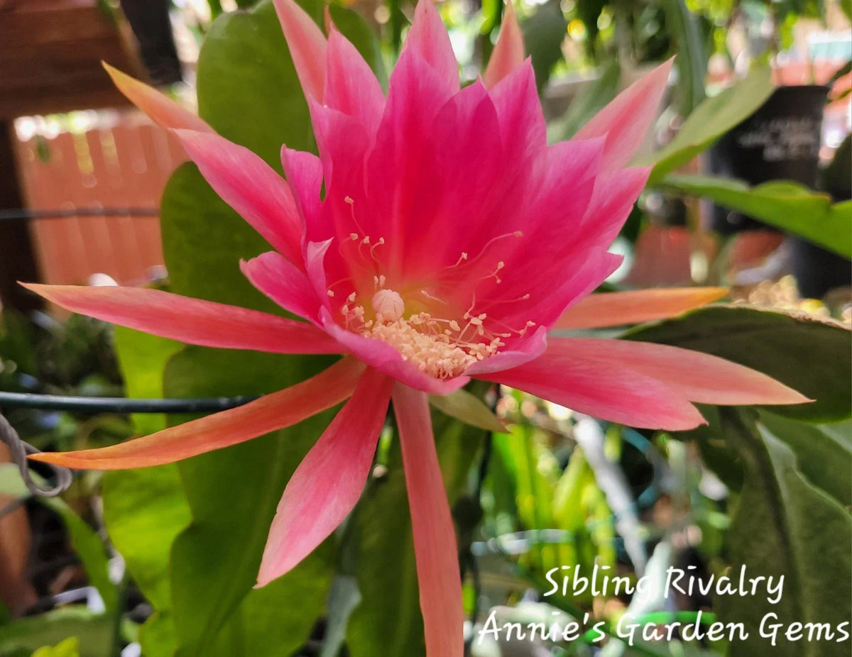 Unrooted Cuttings 8-10 Inches Sibling Rivalry Epiphyllum spp. - Ideal for Gardening & Propagation, Vibrant Blooms