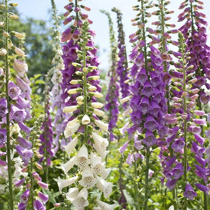 Foxglove Seeds Mixed Colors 500 Non-GMO Biennial Digitalis purpurea Hummingbird Friendly Sun/Shade