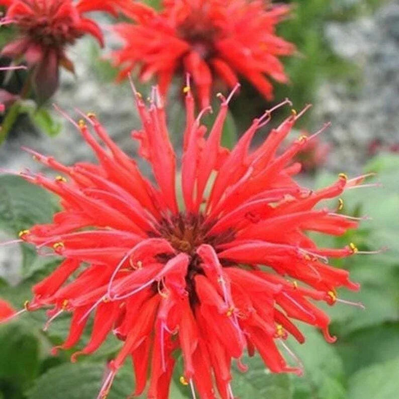 Bee Balm Seeds - 100 Bright Red Flower Seeds - Monarda didyma - Attract Hummingbirds & Pollinators to Your Garden
