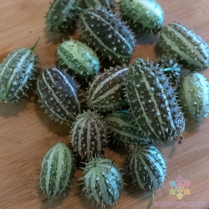 Bush Hog Cucumber Seeds - 25+ Pack - Non-GMO Cucumis sativus - USA Grown for Garden Planting