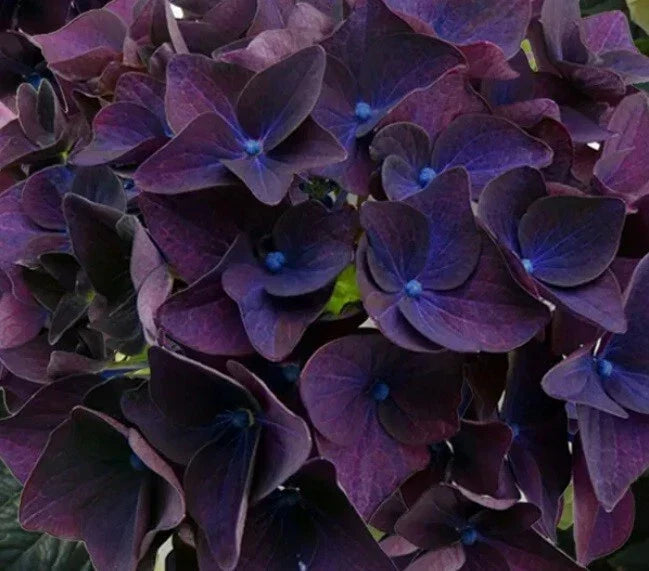 Deep Purple Hydrangea Seeds - 5 Pack - Hydrangea macrophylla - Perennial Flower for Garden - USA Sourced