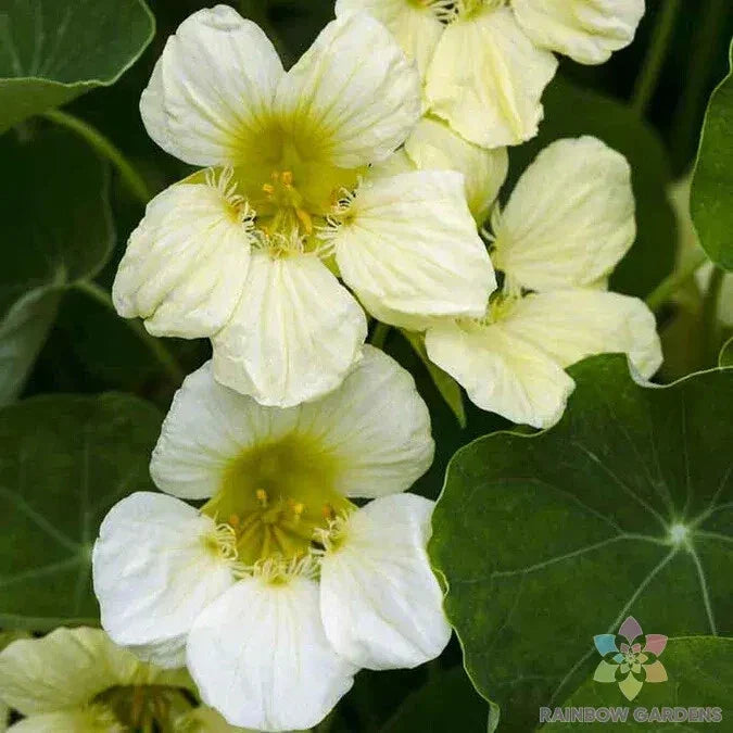 Yeti Nasturtium Seeds - 50+ Count - Colorful Edible Flowers - Tropaeolum majus - Non-GMO, Attracts Pollinators, Fast Shipping USA