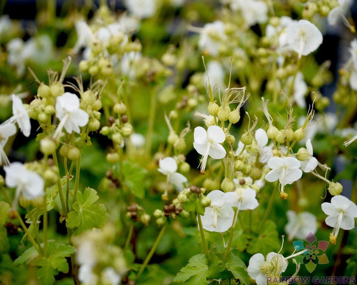 25+ White Geranium Seeds for Planting, Pelargonium × hortorum, Ideal for Garden Beds & Containers, USA