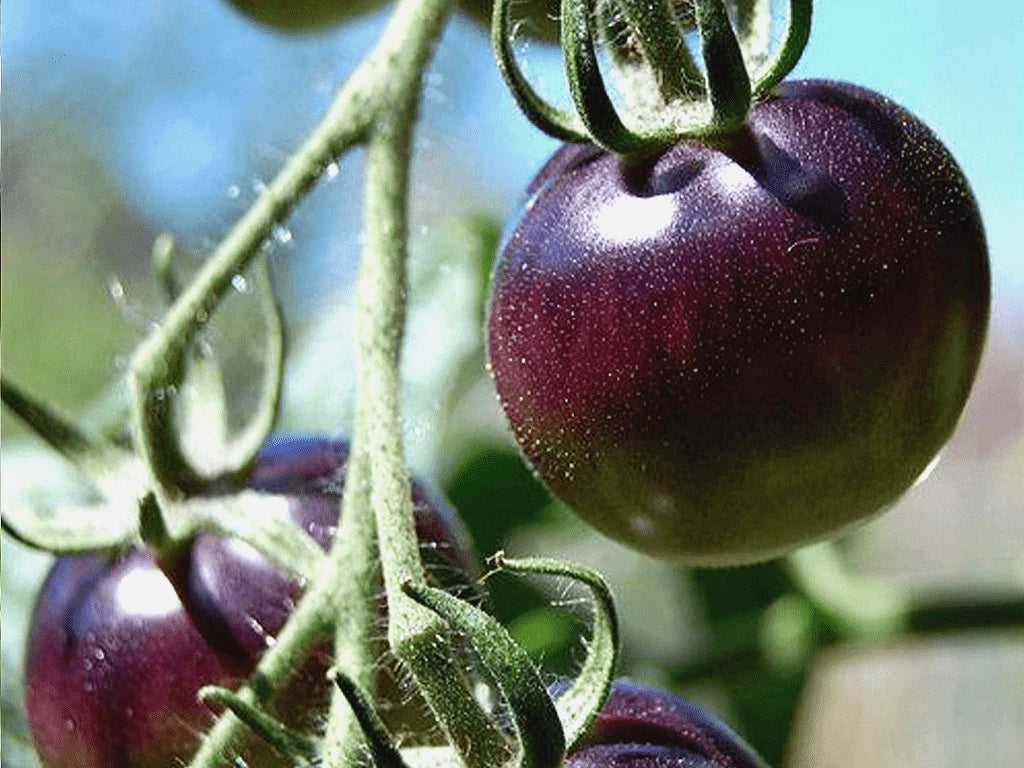 Organic Black Plum Tomato Seeds - 25 Count, Heirloom, Non-GMO, Solanum lycopersicum, Ideal for Virginia Gardens
