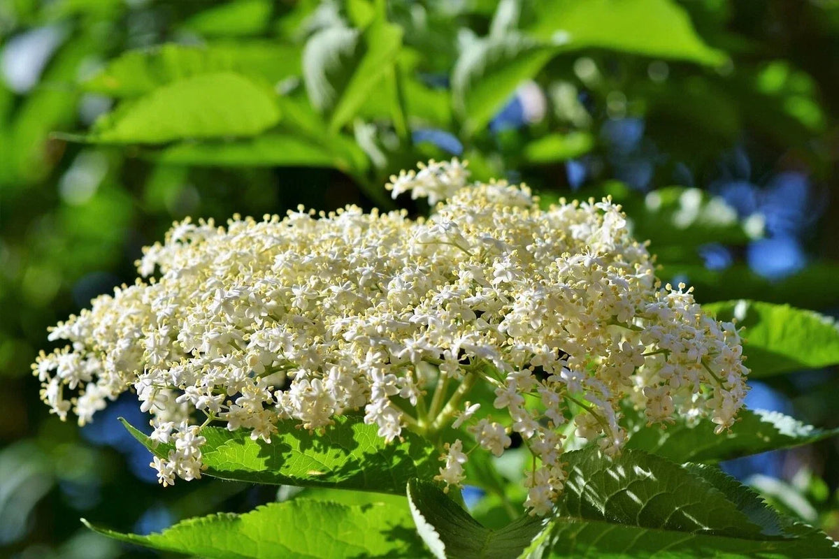Adams Elderberry Cuttings 6 Pack - Healthy Unrooted Cuttings - Sambucus canadensis - Ideal for Gardening and Culinary Use
