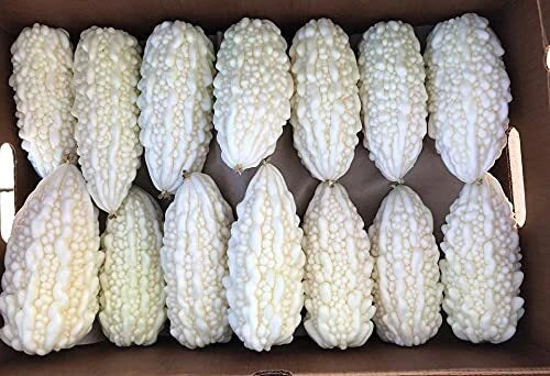 Exotic Bitter Gourd Seeds - 10 Pack White Bitter Melon - Momordica charantia - Rare Variety for Culinary Gardening
