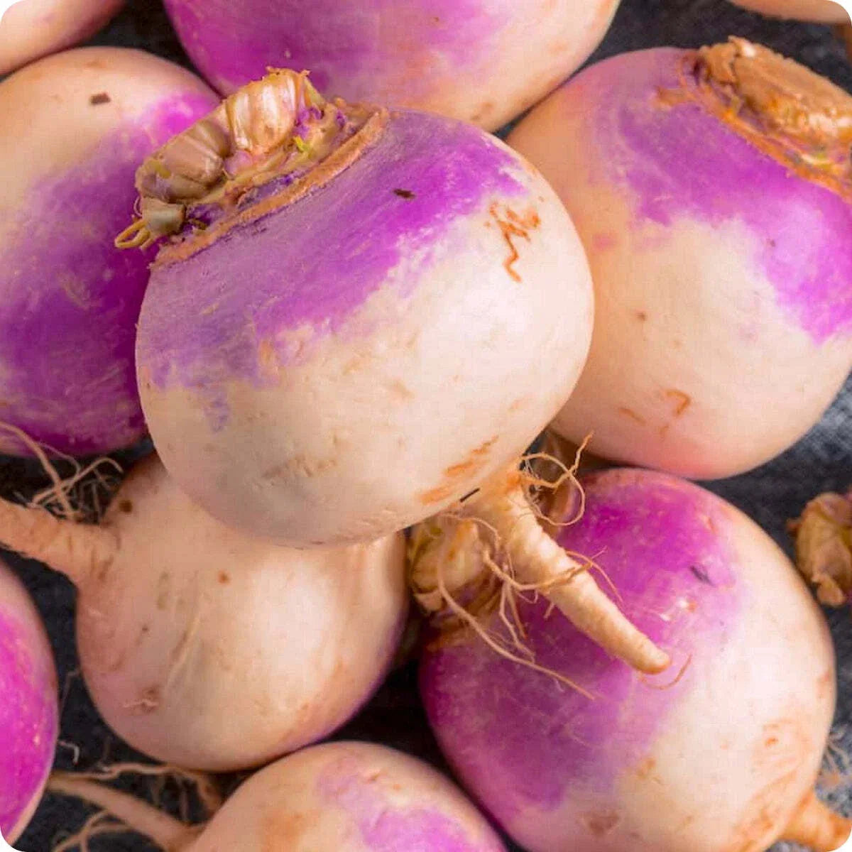 Rutabaga Seeds 300+ Non-GMO Laurentian Brassica Napus for Home Gardening, USA Supplier