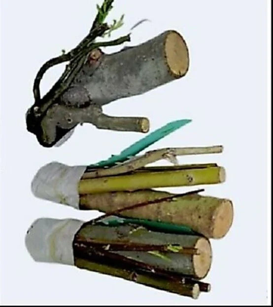 Bonsai Willow Tree Cuttings - 3 Thick Trunks - Australian Weeping Dragon - Salix babylonica - Perfect for Indoor/Outdoor Projects