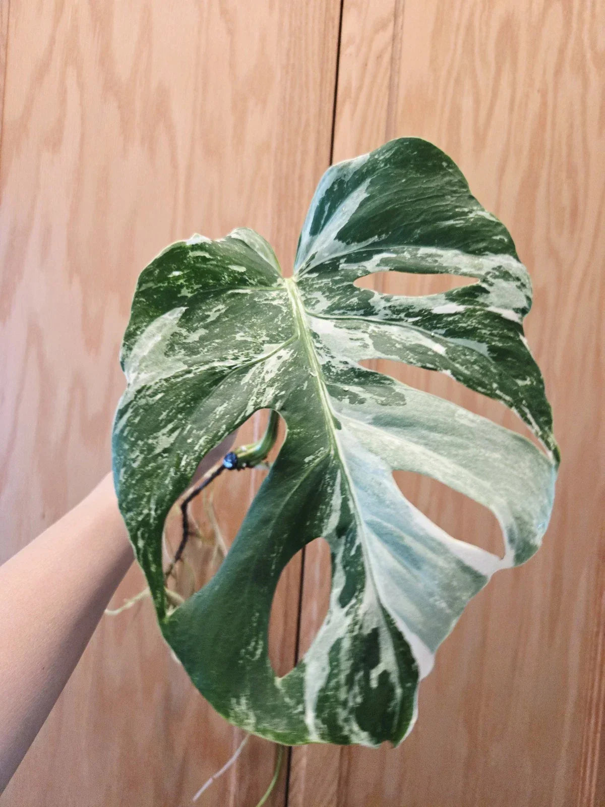 Monstera Albo Variegated Plant - Rooted Cutting - Rare Houseplant - Monstera deliciosa var. albo-marginata - 6-inch Pot