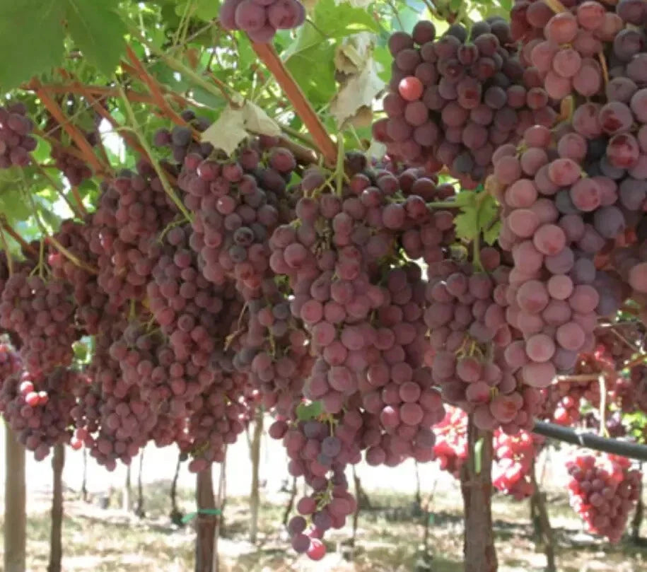 Grape Vine Seeds 12 Pack - Red Sweet Fruit Vitis vinifera - Ready to Germinate 2024 - Climbing Plant for Home Garden