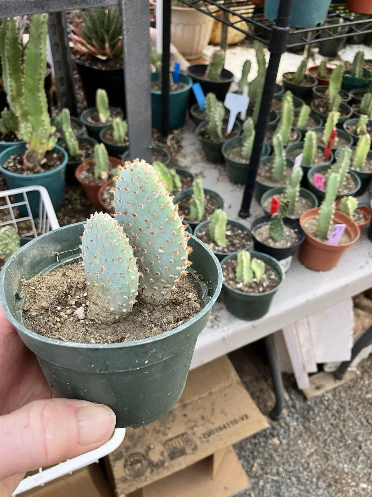 Beavertail Cactus 4" Opuntia basilaris - Drought-Tolerant Succulent for Indoor/Outdoor Gardens, Low Maintenance Plant