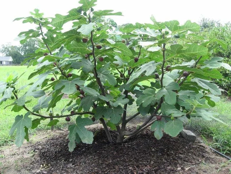 Chicago Hardy Fig Live Plant 4 Inch Pot Edible Fruit Ficus carica Chicago Hardy Cold Hardy Container Tree