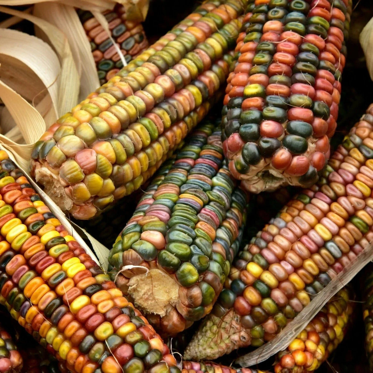 Ornamental Corn Seeds Packet - Pastel Rainbow Glass Gem Popcorn - Zea mays Everta - Non-GMO, Earth Tones Garden Decor