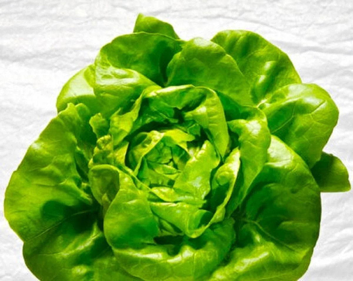 Butter King Lettuce Seeds 250+ Non-GMO Organic Lactuca sativa for Easy Home Gardening and Container Planting