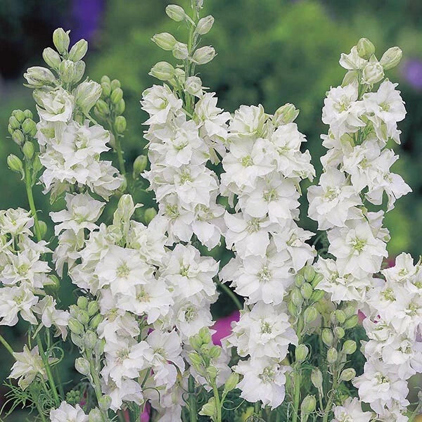 Larkspur Seeds - 100 Wedding White Seeds - Delphinium ajacis - Annual Flower for Garden & Bouquets