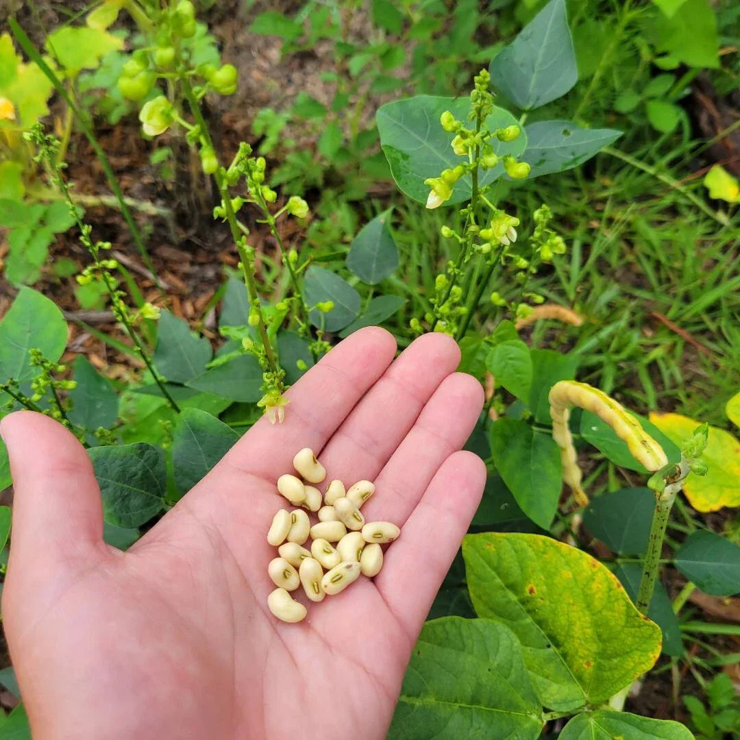 Butter Bean Seeds 15 Count Organic Cream 40 Variety Vigna unguiculata Florida Grown Non-GMO Gardening Seeds
