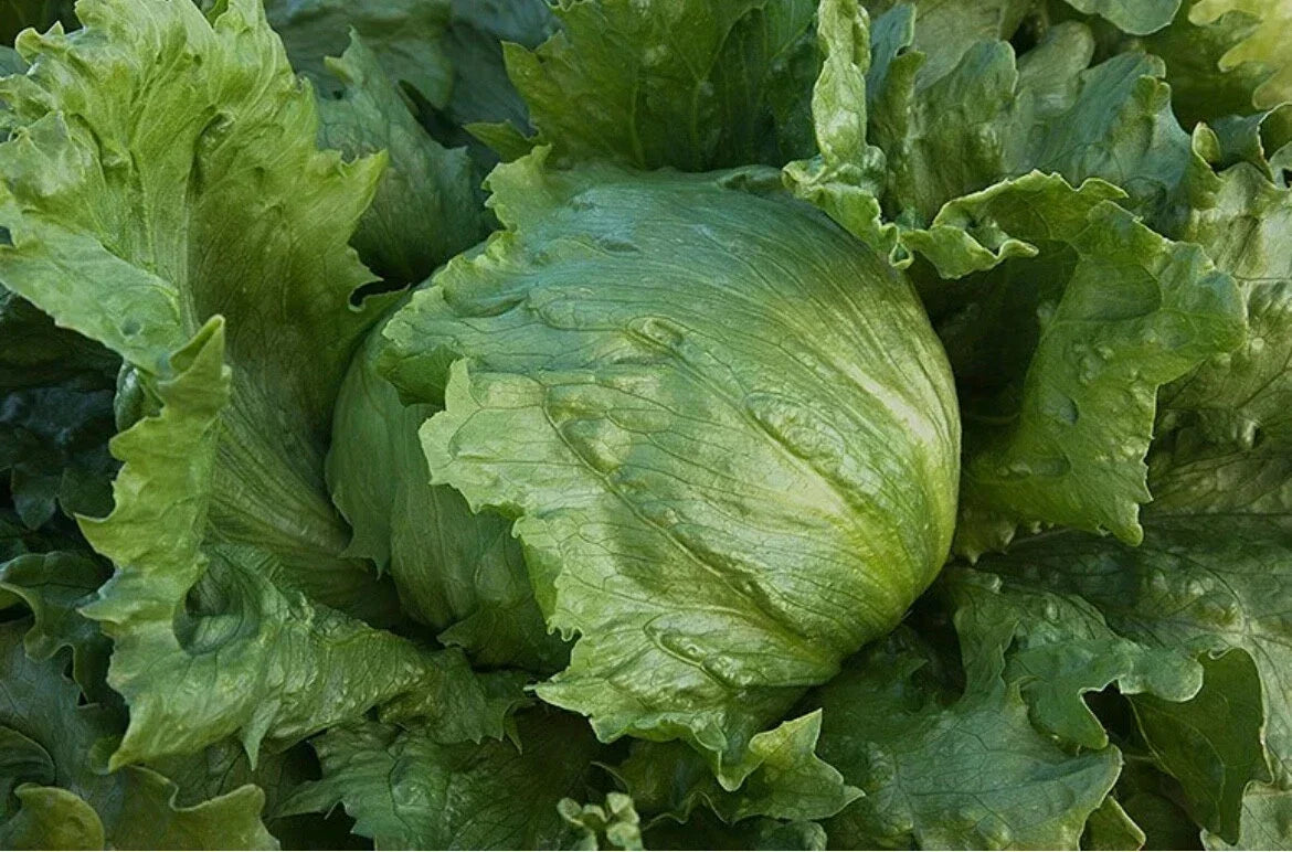 Iceberg Lettuce Seeds - Organic Non-GMO Edible Vegetable - Lactuca sativa - 200 Count Seed Packet for Home Garden