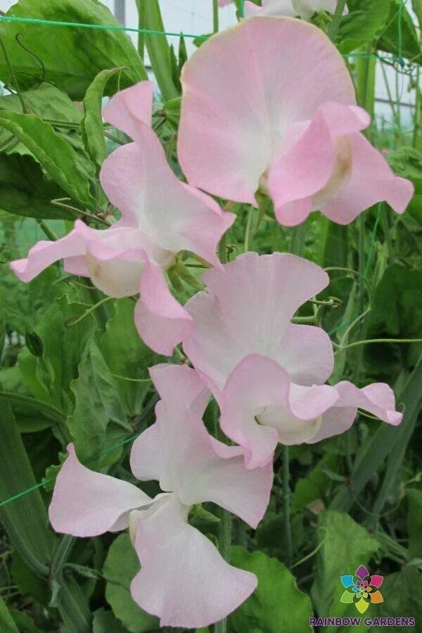Sweet Pea Seeds - 50+ Seeds - Patricia Marilyn - Lathyrus odoratus - Pink and White Flowers - USA Garden Planting