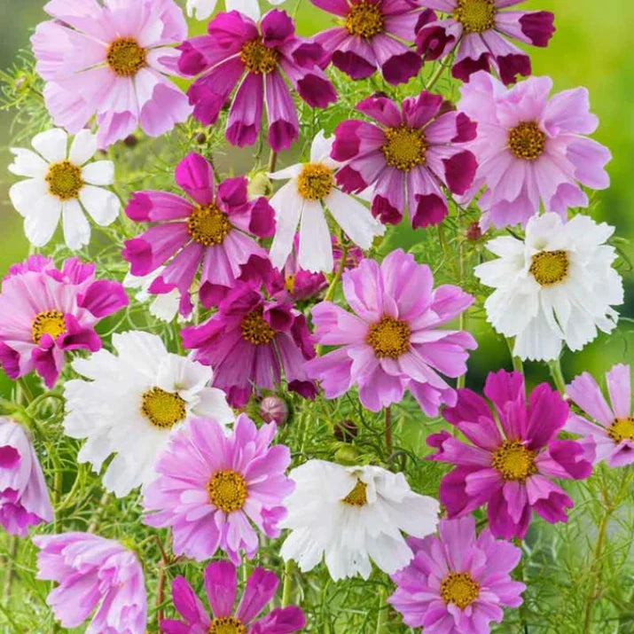 Cosmos Seeds Mix, 50 Seeds, Colorful Pastel Blooms, Cosmos bipinnatus - Easy Care Garden Flowers