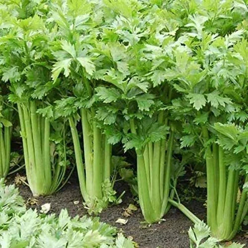 Celery Seeds 250 Heirloom Non-GMO Green Apium graveolens - Made in USA, Ships from Iowa