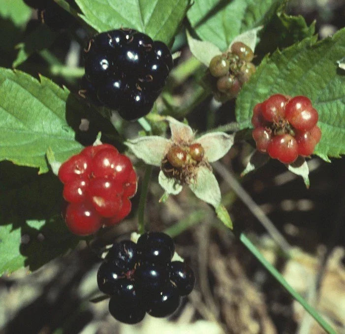 Swamp Dewberry Plants - 5 Bare Root Edible Fruit Bushes - Rubus caesius - Low-Growing Native Ground Cover