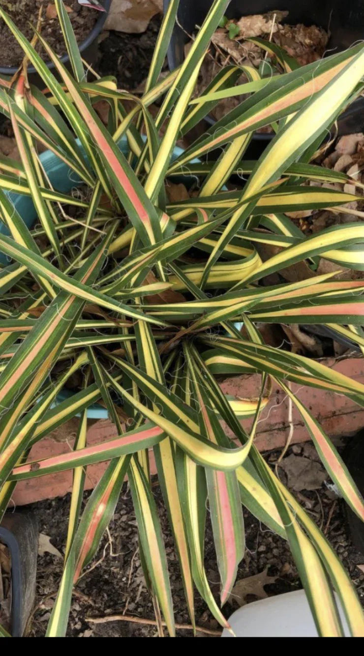 Variegated Yucca Plant Bareroot Small Yucca filamentosa 'Color Guard' Green and Cream Foliage Drought-Tolerant Perennial