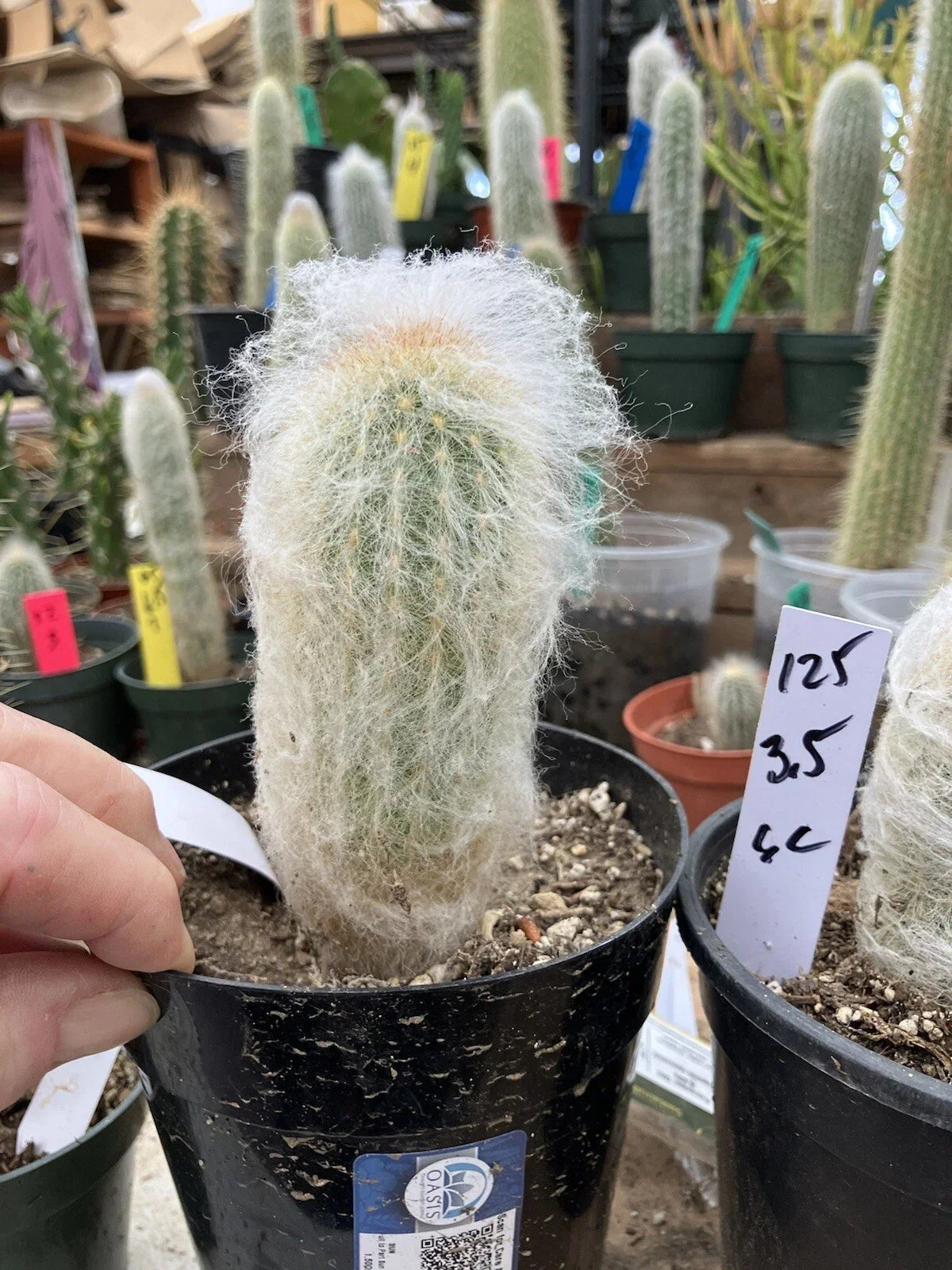 Old Man of the Mountain Cactus | 3.5" Espostoa lanata | Unique Woolly Desert Succulent | Drought-Resistant Plant