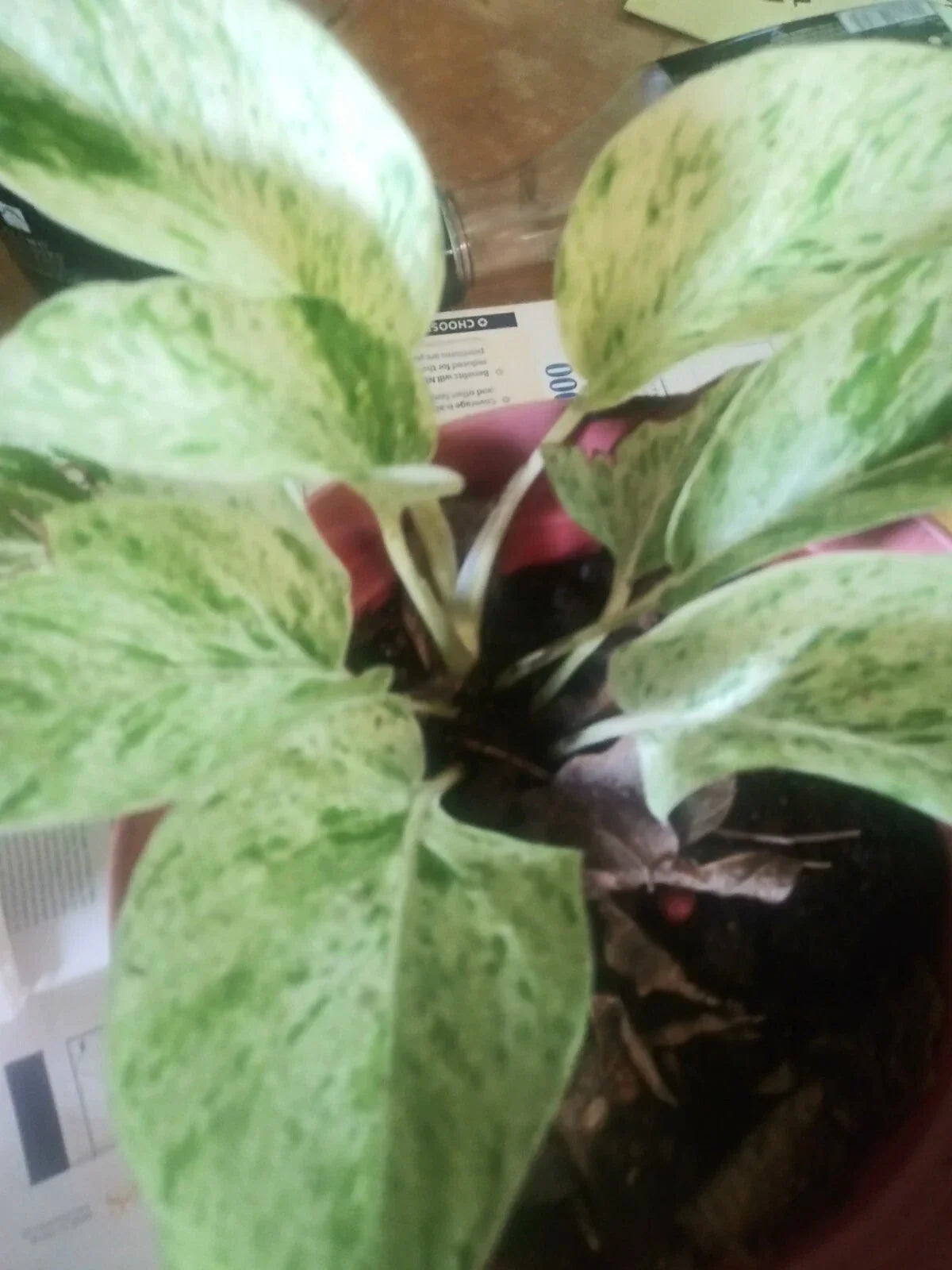 Marble Queen Pothos Plant 4-Inch Pot Variegated Green & White Epipremnum aureum 'Marble Queen' - Easy Care Houseplant