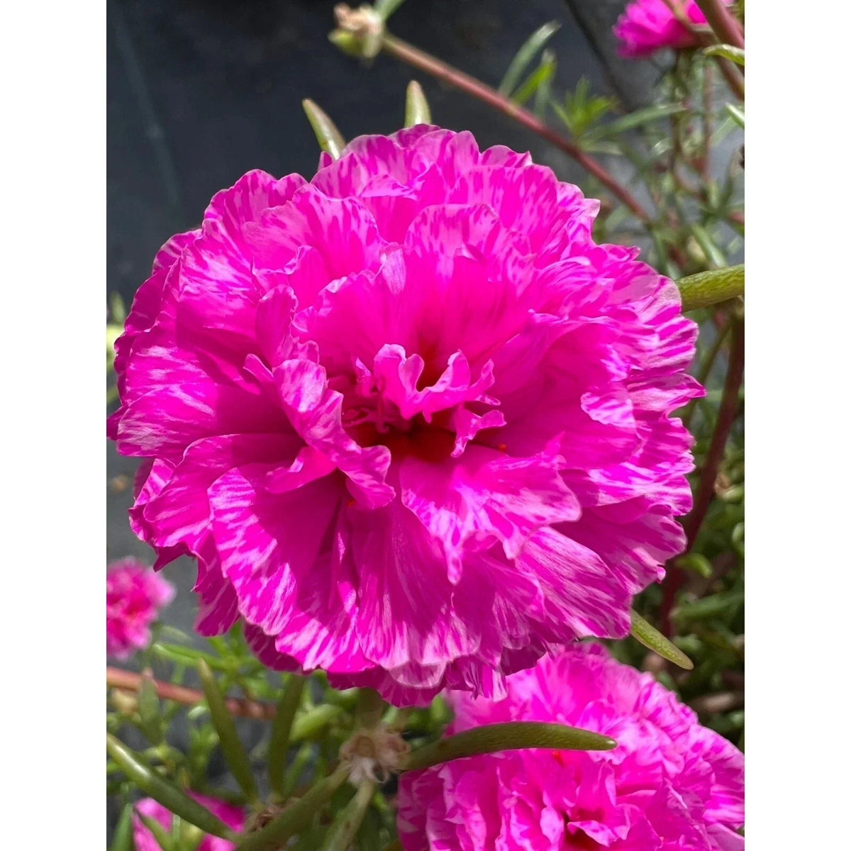 Unrooted Cuttings - Purple Batik - Portulaca grandiflora - Colorful Succulent for Garden and Plant Enthusiasts